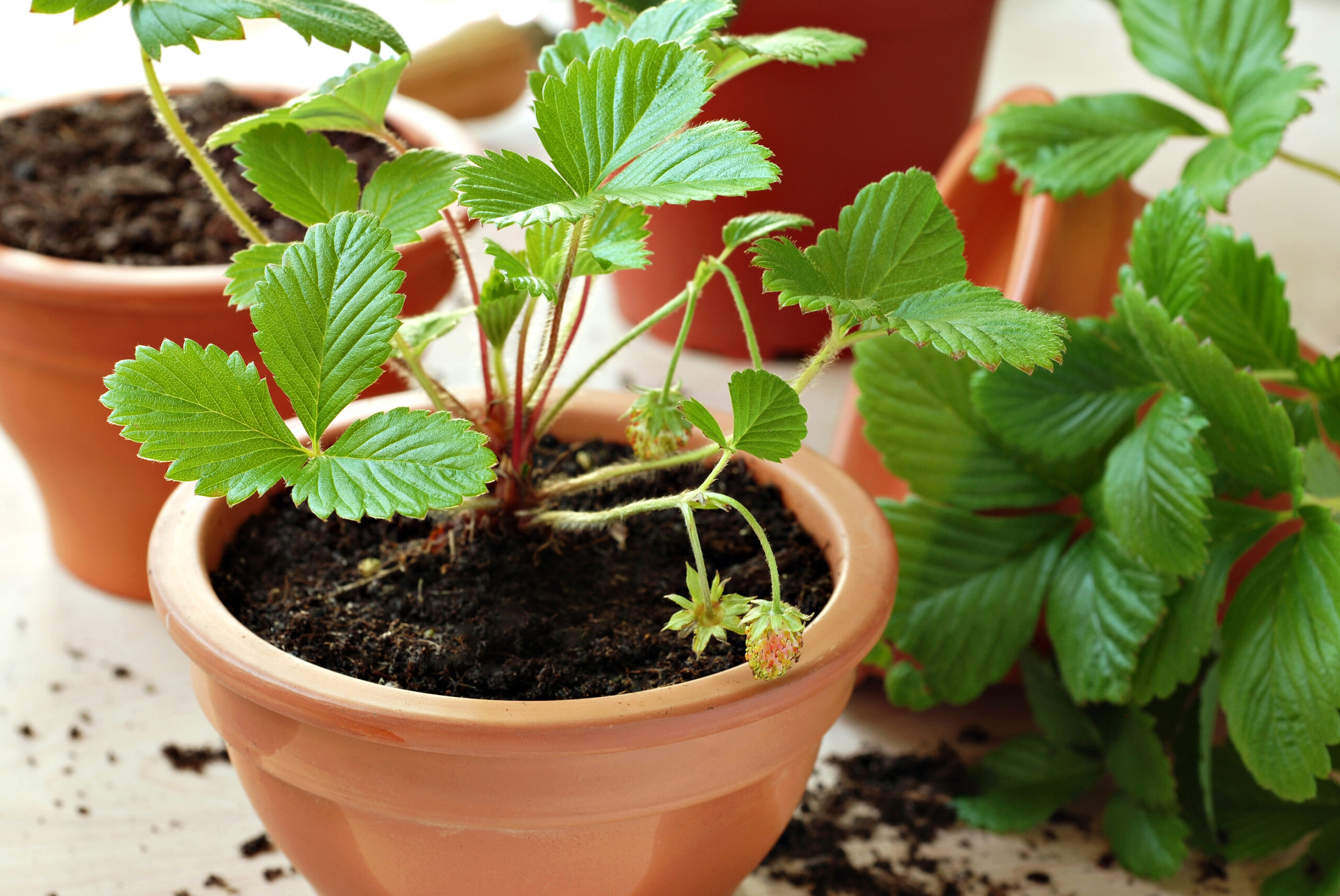 Strawberry plants growing in a clay pot
